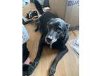 Adopt Little Dog a Black - with White German Shepherd Dog / Labrador Retriever /