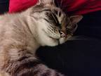 Adopt Berry a Gray, Blue or Silver Tabby Domestic Mediumhair / Mixed (medium