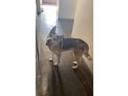 Adopt Buddy a White - with Black Husky / German Shepherd Dog / Mixed dog in