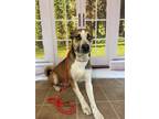 Adopt Oscar a Brown/Chocolate - with White Husky / German Shepherd Dog / Mixed