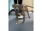 Adopt 24-05-1623 Willie a Pit Bull Terrier / Mixed dog in Dallas, GA (41555646)