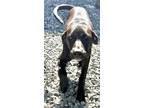 Adopt Anise a Black - with White Doberman Pinscher / Mixed dog in Thomasville