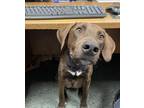 Adopt Kobe a Brown/Chocolate Doberman Pinscher / Mixed dog in Thomasville