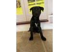 Adopt Bella a Black - with White Labrador Retriever / Mixed dog in Mountain