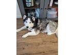 Adopt Ragnar a Black - with White Husky / Mixed dog in Denton, TX (41555569)