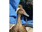 Adopt Diamond Phil a Duck