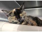 Adopt Toasty a Tortoiseshell Domestic Shorthair (short coat) cat in Forked