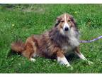 Adopt Sunny a Brown/Chocolate - with White Sheltie, Shetland Sheepdog / English