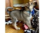 Adopt Sandcastle a Black - with Tan, Yellow or Fawn German Shepherd Dog /