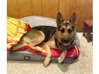 Adopt Endeavour a Black - with Tan, Yellow or Fawn German Shepherd Dog / Mixed