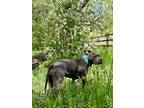 Adopt Sadie a Gray/Blue/Silver/Salt & Pepper American Staffordshire Terrier /