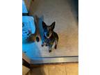 Adopt Blue a Black - with Tan, Yellow or Fawn Australian Cattle Dog / Australian