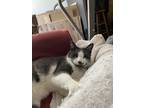 Adopt Smokee a Black & White or Tuxedo American Shorthair / Mixed (short coat)