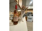 Adopt CheeseItz a Orange or Red (Mostly) American Shorthair / Mixed (short coat)