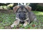 Adopt Barnacle a Black - with Tan, Yellow or Fawn German Shepherd Dog /