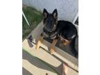 Adopt Lilly a Black - with Tan, Yellow or Fawn German Shepherd Dog / Mixed dog