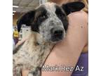 Adopt Mark Rez AZ a Border Collie