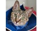 Adopt Keke a Brown Tabby Domestic Shorthair (short coat) cat in Manchester