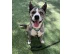 Adopt Klaus a Siberian Husky / American Pit Bull Terrier / Mixed dog in