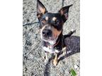 Adopt MOOSKA a Tricolor (Tan/Brown & Black & White) Husky / Australian Cattle