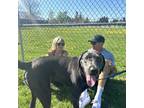 Adopt Ripley “Rip” a Gray/Silver/Salt & Pepper - with White Labrador