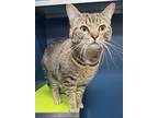 Adopt Rosie a Gray or Blue Domestic Shorthair / Mixed Breed (Medium) / Mixed