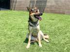 Adopt JILLIAN a German Shepherd Dog / Mixed dog in Tustin, CA (41555037)