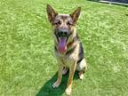 Adopt JASON a German Shepherd Dog / Mixed dog in Tustin, CA (41555036)