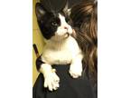 Adopt Petrie a All Black Domestic Shorthair / Mixed Breed (Medium) / Mixed