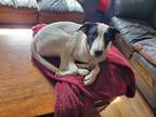 Adopt Daphne a White - with Black Border Collie / Husky / Mixed dog in