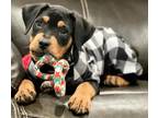 Adopt ROSCO a Rottweiler / Mixed Breed (Medium) / Mixed dog in Norwich