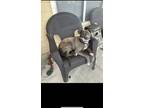 Adopt Kash a Brindle American Pit Bull Terrier / Mixed dog in Raleigh