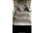 Adopt Kobe and Layla a Tiger Striped Domestic Mediumhair / Mixed (medium coat)