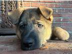 Adopt Driftwood a Black - with Tan, Yellow or Fawn German Shepherd Dog /