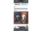 Adopt Rosco a Red/Golden/Orange/Chestnut - with White Dachshund / Beagle / Mixed