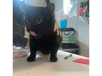 Adopt Hydrangea a Domestic Shorthair / Mixed cat in Des Moines, IA (41555314)