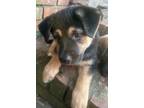 Adopt Sea Breeze a Black - with Tan, Yellow or Fawn German Shepherd Dog /