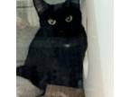 Adopt Aphrodite a Domestic Shorthair / Mixed cat in Des Moines, IA (41555311)