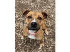 Adopt Caramel Delight a Pit Bull Terrier / Mixed dog in Lincoln, NE (41555309)