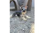 Adopt Rambler a Gray/Silver/Salt & Pepper - with White Schnauzer (Standard) /