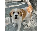 Adopt Ren a White Terrier (Unknown Type, Medium) / Mixed dog in Oakland