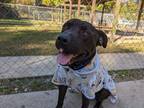 Adopt Leor a Black Mixed Breed (Small) / Mixed Breed (Medium) / Mixed (short