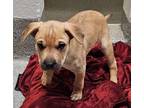 Adopt Rocco a Terrier (Unknown Type, Medium) / Mixed dog in Silverdale