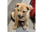 Adopt Diego a Terrier (Unknown Type, Medium) / Mixed dog in Silverdale