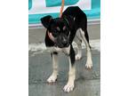 Adopt Crème Brûlée a Pit Bull Terrier / German Shepherd Dog / Mixed dog in
