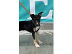 Adopt Madeleine a Pit Bull Terrier / German Shepherd Dog / Mixed dog in