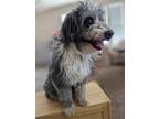 Adopt Hanky panky a Gray/Blue/Silver/Salt & Pepper Australian Shepherd / Poodle