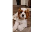 Adopt Bella a Red/Golden/Orange/Chestnut - with White Cocker Spaniel / Mixed dog