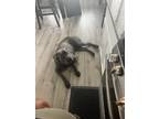 Adopt Saint a Brindle Cane Corso / Mixed dog in San Antonio, TX (41555183)