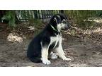 Adopt Sharky a Black - with Tan, Yellow or Fawn German Shepherd Dog / Australian